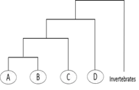 Topology